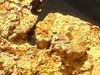 spciment de grosse ppite d'or