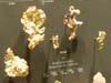 exposition de spcimens de ppite d'or