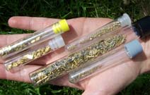 dbris d'or class dans tubes de collection en verre
